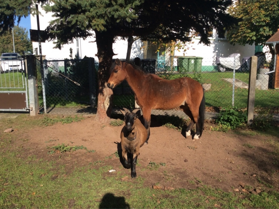 Praxistiere: Hund, Katzen und ein Pony heißen Sie Willkommen 