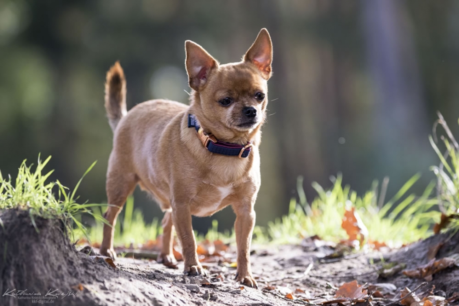 Praxistiere: Hund, Katzen und ein Pony heißen Sie Willkommen 