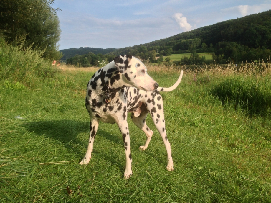 Praxistiere: Hund, Katzen und ein Pony heißen Sie Willkommen 