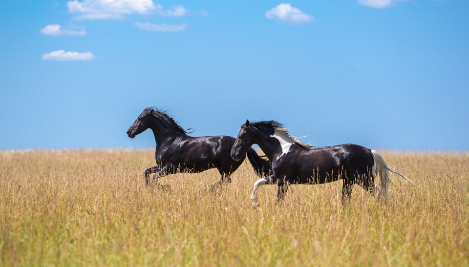 Behandlung von Pferden: von Innere Medizin bis hin zur Orthopädie bei Ponys und Pferden 
