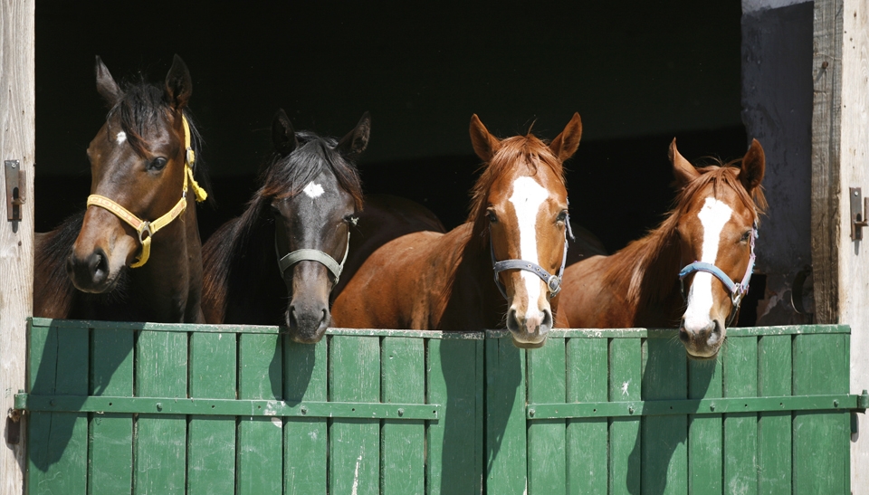 Praxistiere: Hund, Katzen und ein Pony heißen Sie Willkommen 