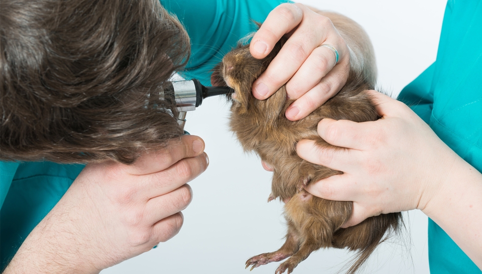 Tierarzt Dr. Ulrike Häusler-Naumburger - Ihre Tierärztin für Pferde und Kleintiere 