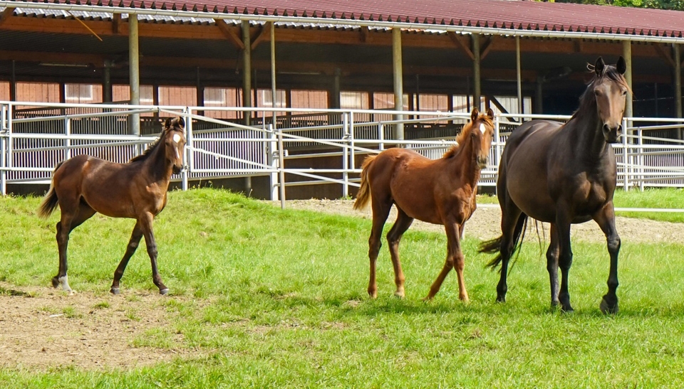 Impressum - Tierärztliche Praxis für Kleintiere und Pferde<br>Dr. med.vet. Ulrike 